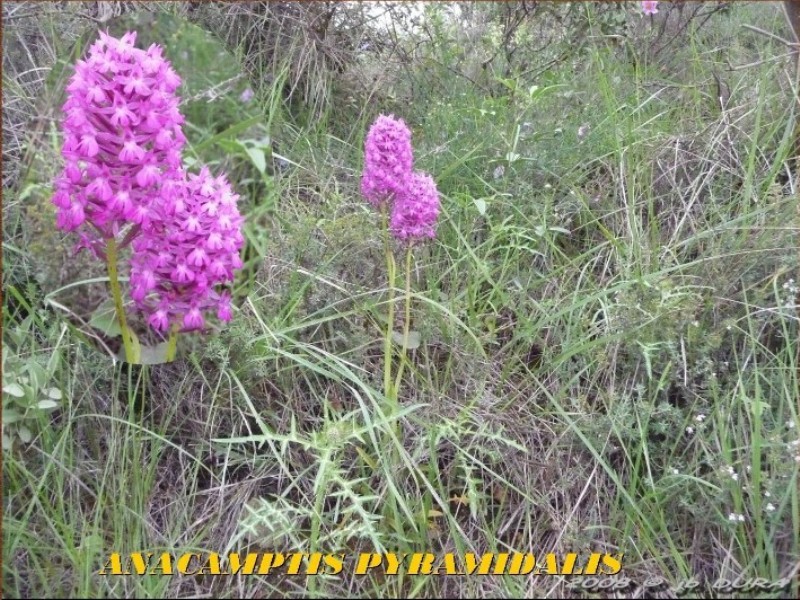 anacamptis pyramidalis