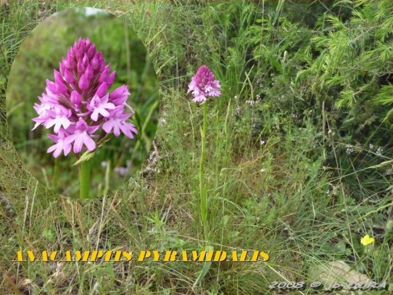 anacamptis pyramidalis2