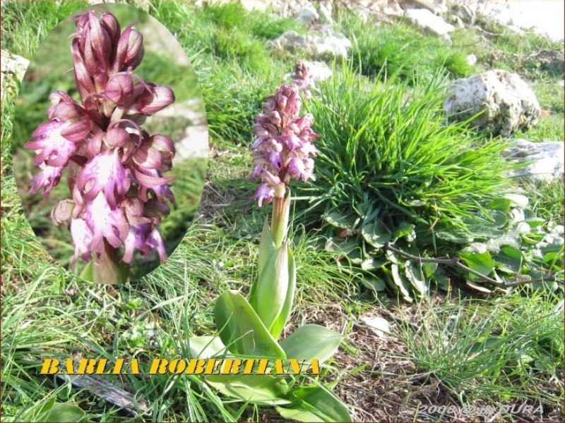 barlia robertiana