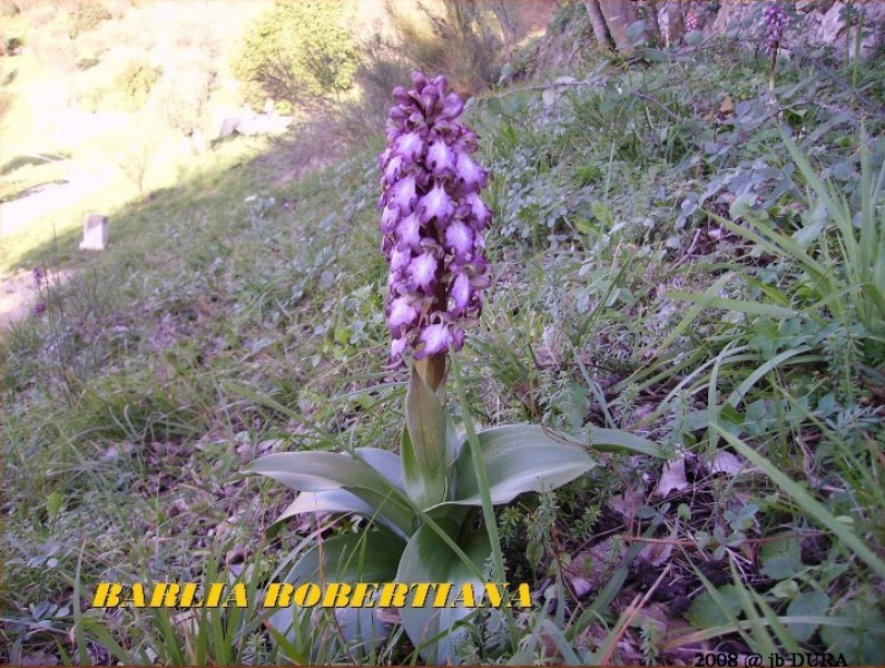barlia robertiana