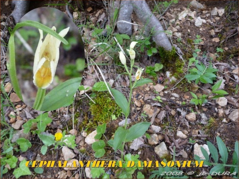 Cephalanthera Damasonium