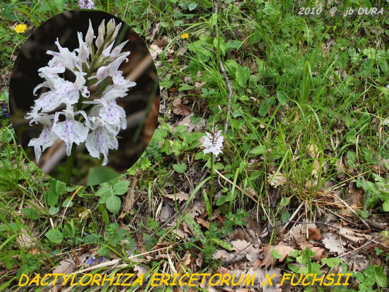 ophrys inconnue