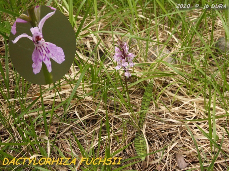 dactylorhiza fuchsii2