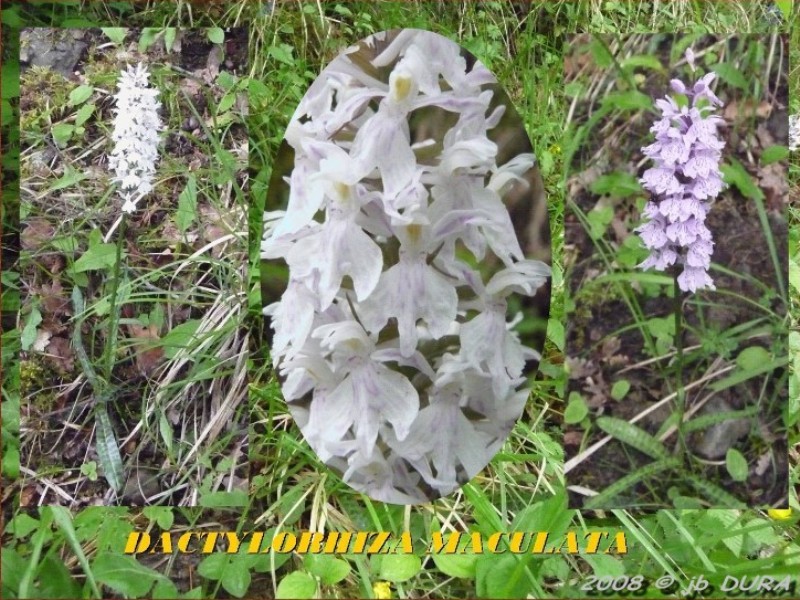 dactylorhiza maculata