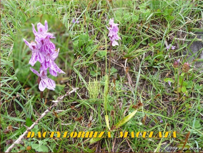 dactylorhiza maculata