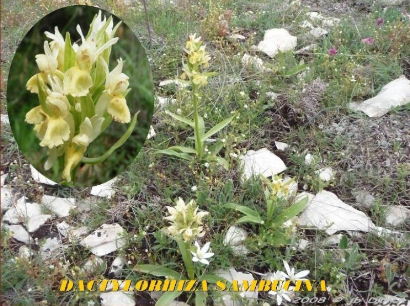 Dactylorhiza Sambucina