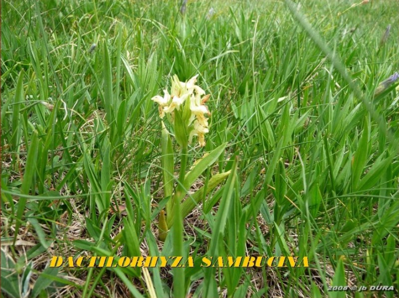 dactylorhiza sambucina