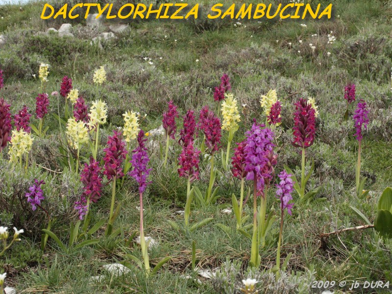 dactylorhiza sambucina