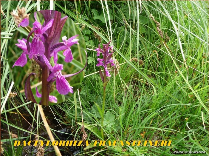 dactylorhiza traunsteineri