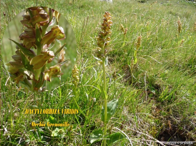 dactylorhiza viridis