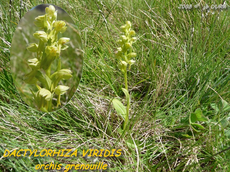 dactylorhiza viridis