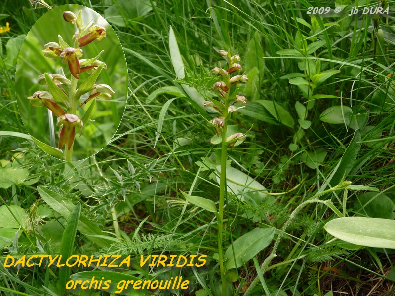 dactylorhiza viridis