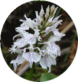 Dactylorhiza