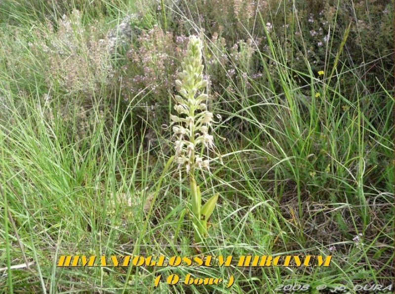 hymantoglossum hircinium
