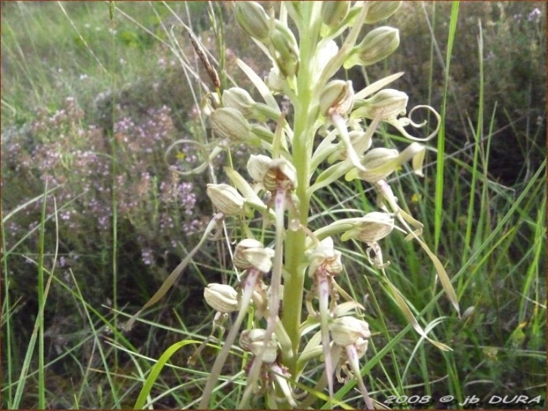 hymantoglossum hircinium