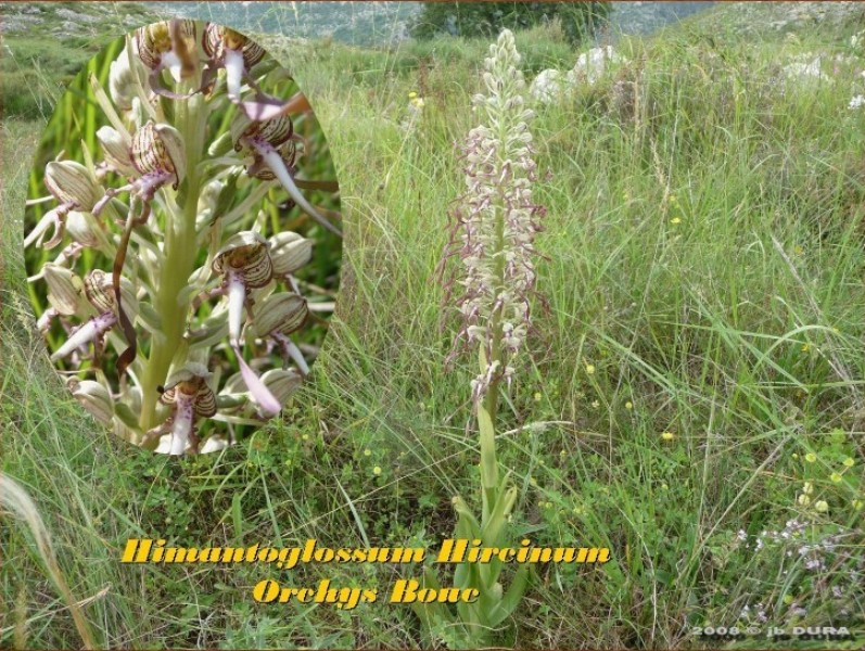 hymantoglossum hircinium
