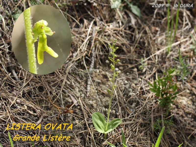 listera_ovata