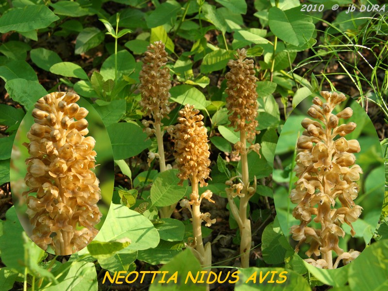 Neottia Nidus Avis2