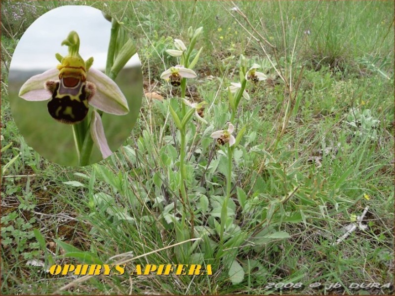 ophrys_apifera