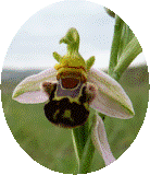 ophrys_apifera2