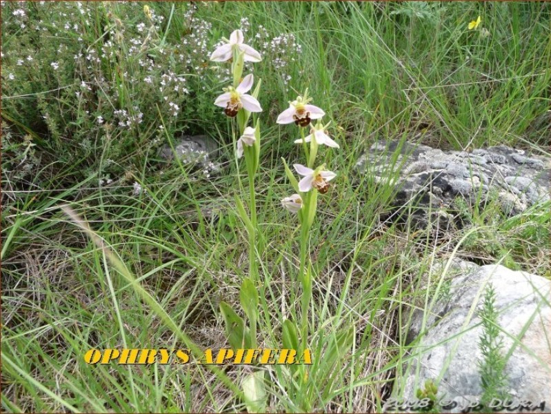 ophrys_apifera2