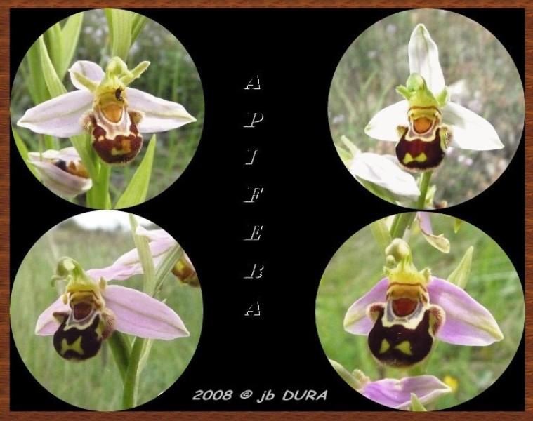 ophrys_apifera3