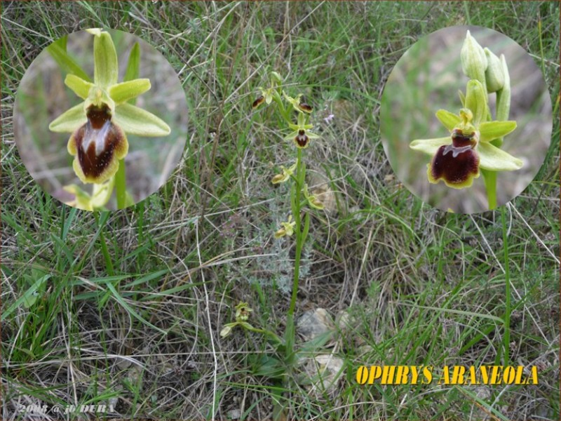 Ophrys Araneola