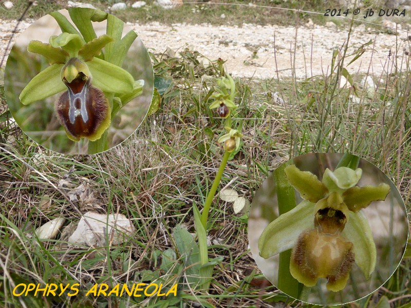 Ophrys Araneola
