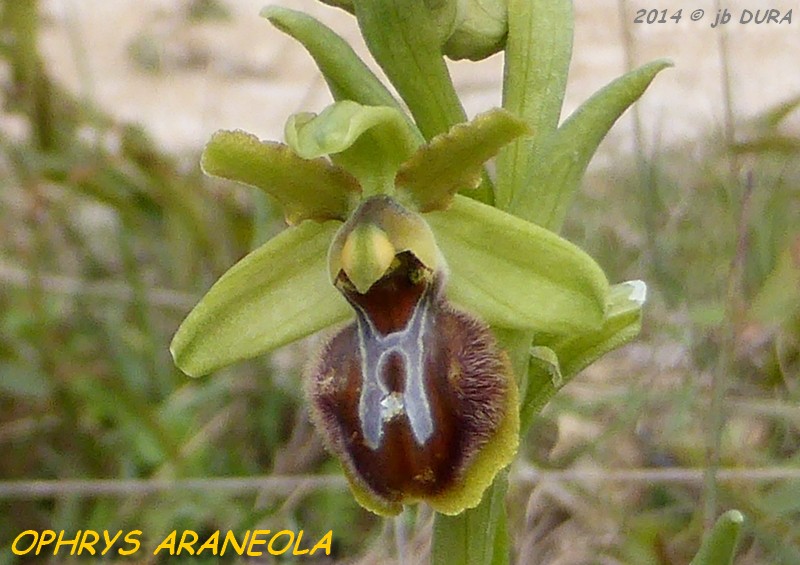 Ophrys Araneola