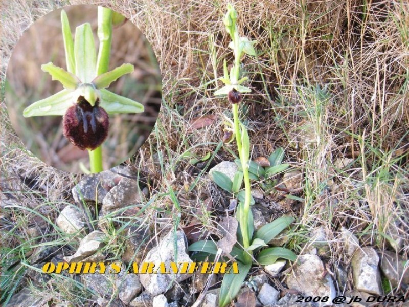 Ophrys Aranifera