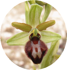 Une Belle Ophrys