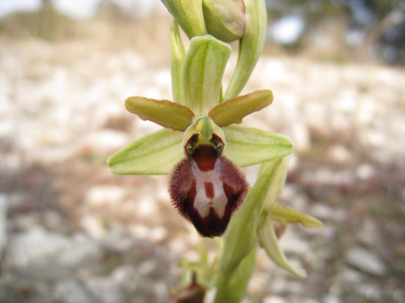Ophrys Aranifera