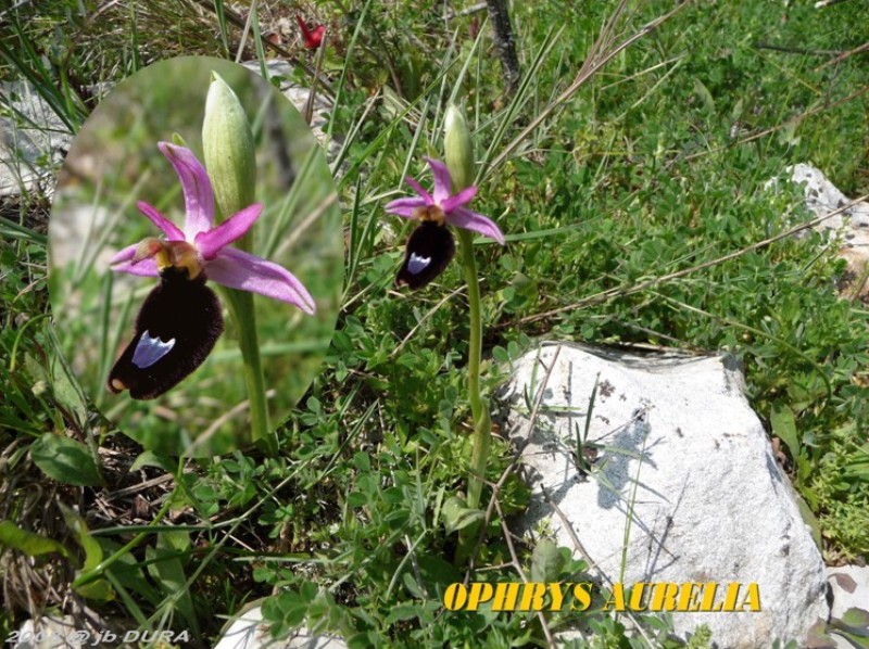 Ophrys Aurelia