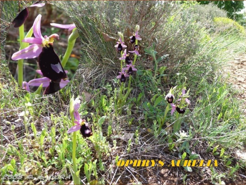 Ophrys Aurelia