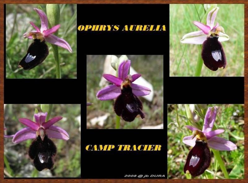 Ophrys Aurelia