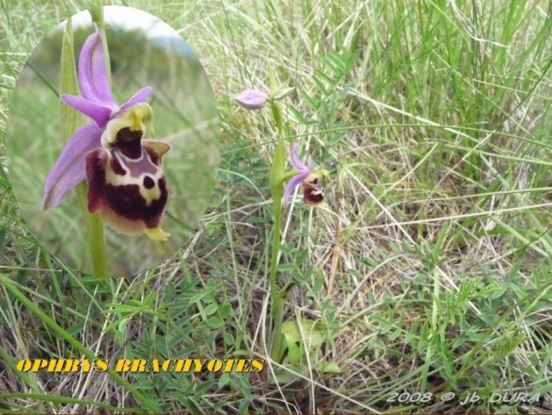 Ophrys Brachiotes