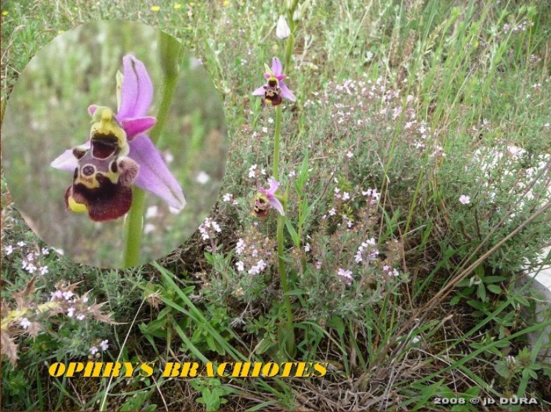 ophrys_brachyotes