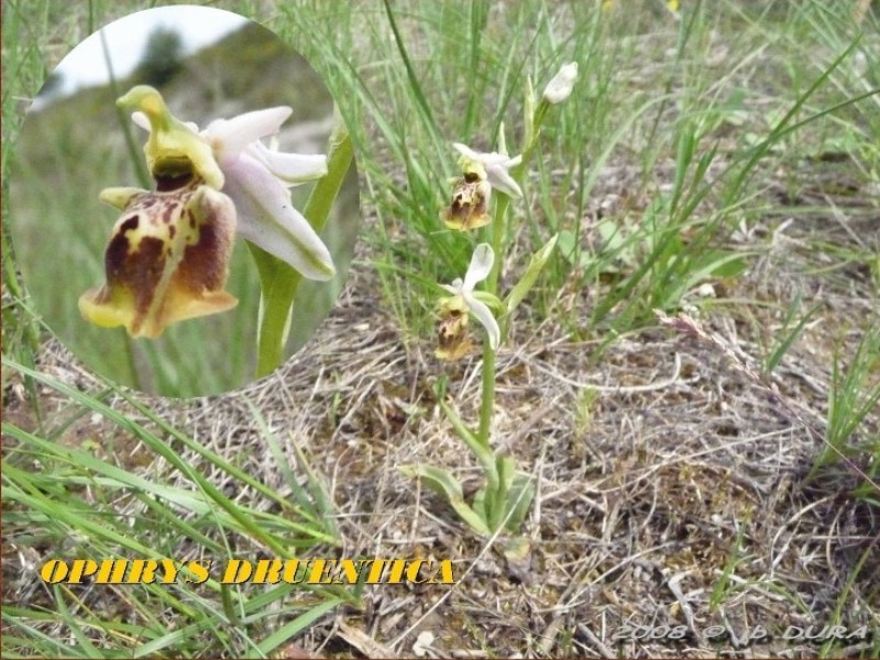 Ophrys Druentica