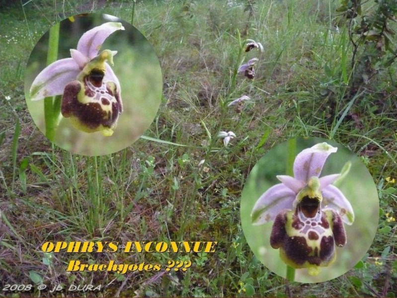 ophrys inconnue