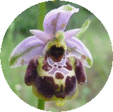 Ophrys Inconnue