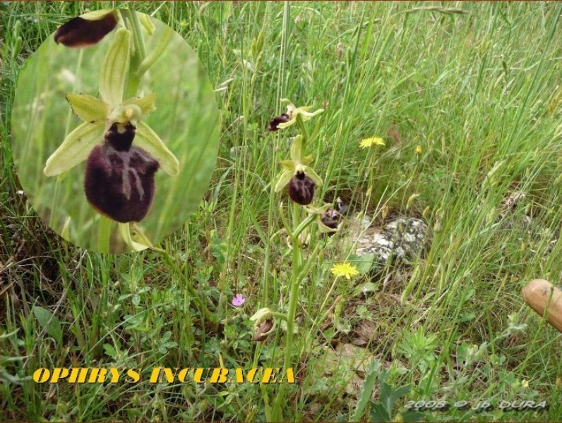 ophrys incubacea