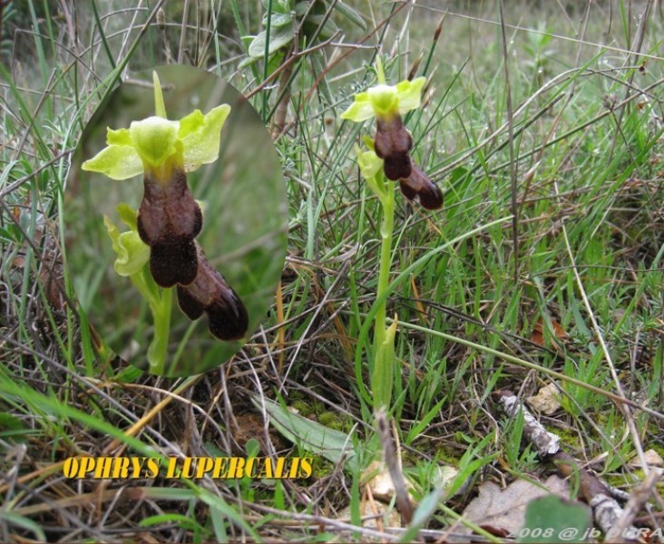 Ophrys Lupercalis