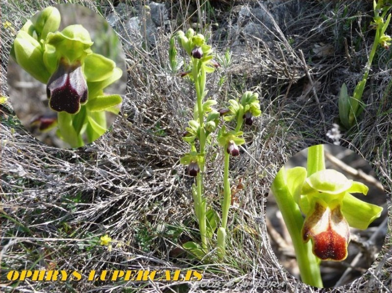 Ophrys Lupercalis