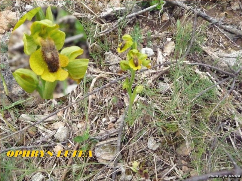 ophrys lutea