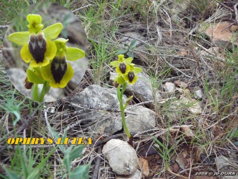ophrys lutea2