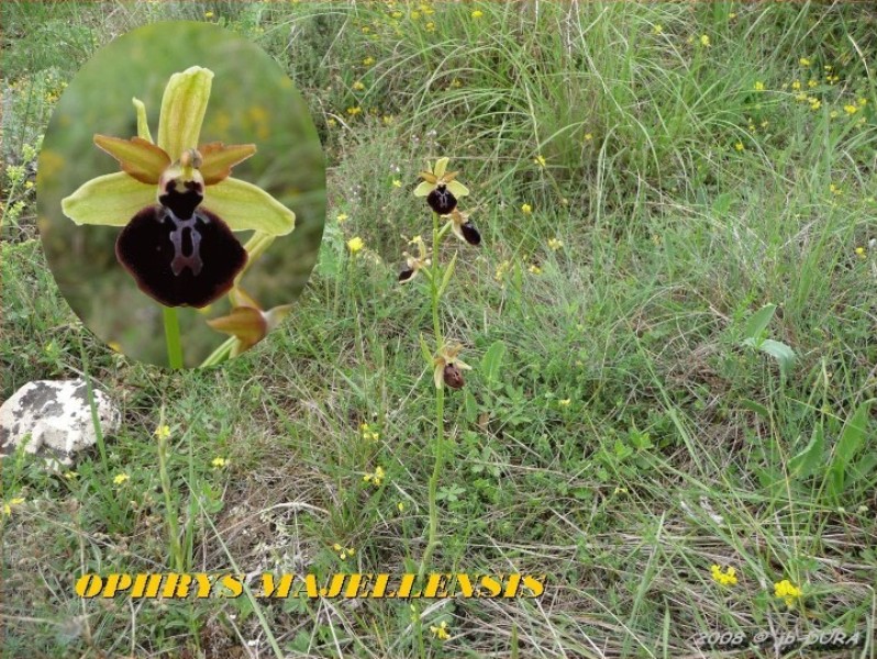 ophrys majellensis