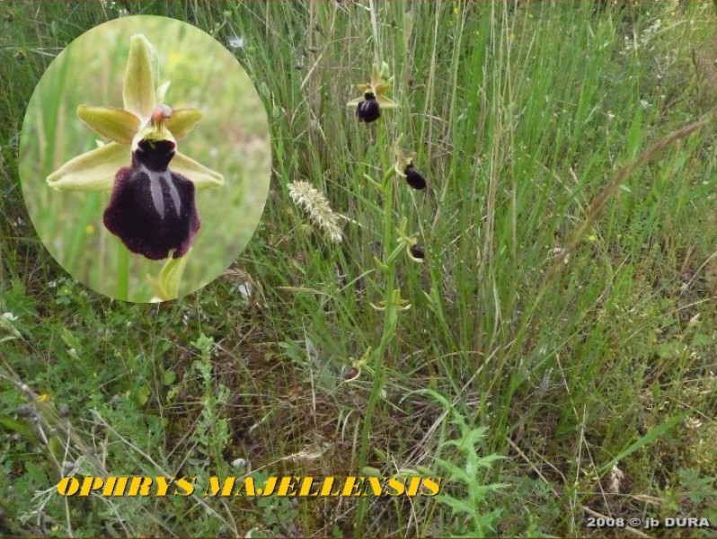 ophrys majellensis