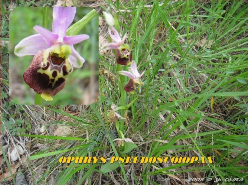 ophrys pseudoscolopax