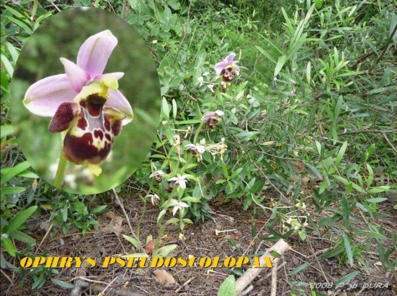 ophrys pseudoscolopax2