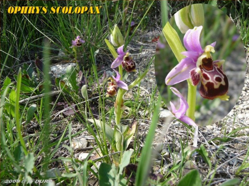 Ophrys Scolopax